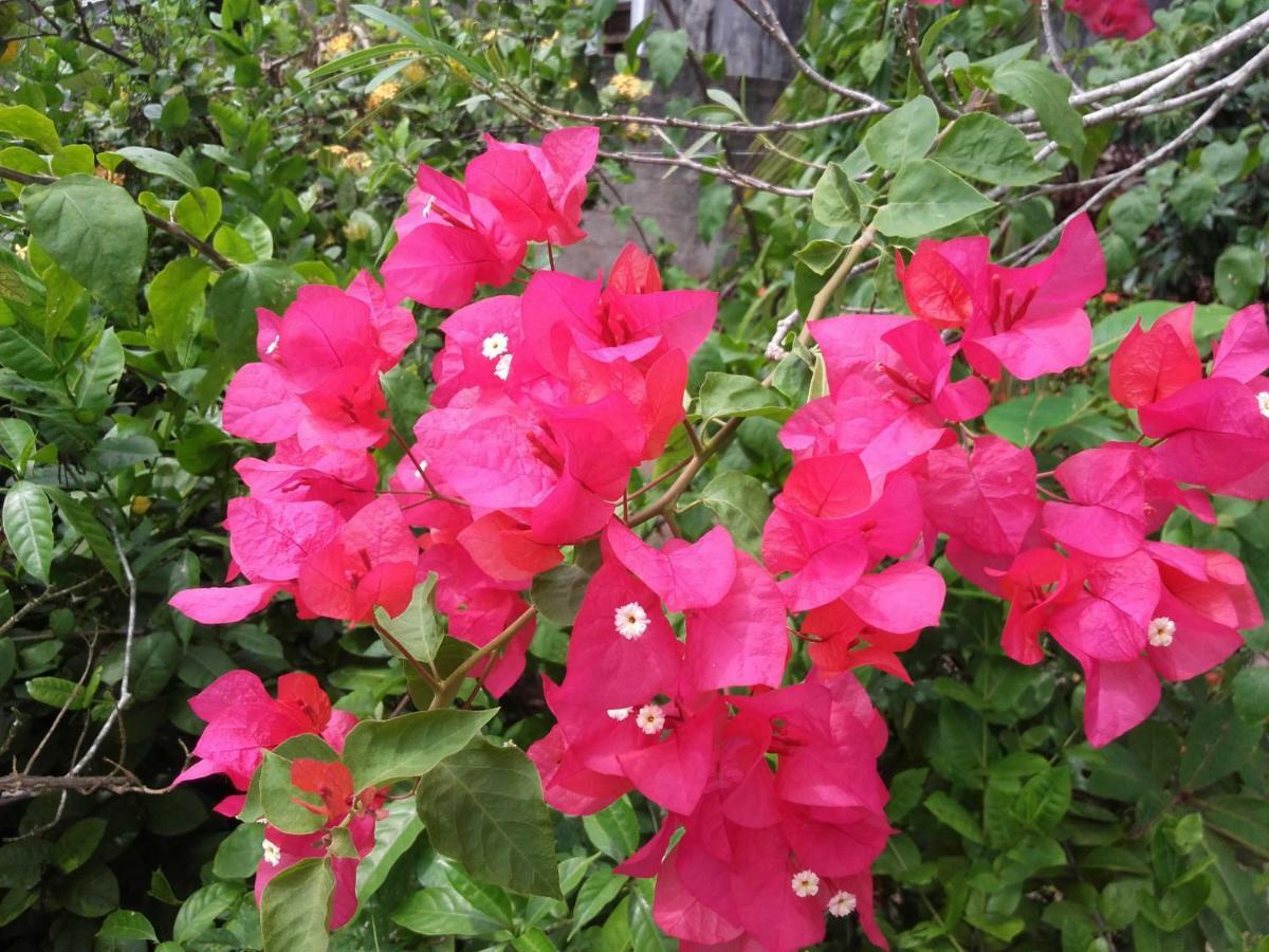 Sujatha Villa Paradise แทนกาลเล ภายนอก รูปภาพ